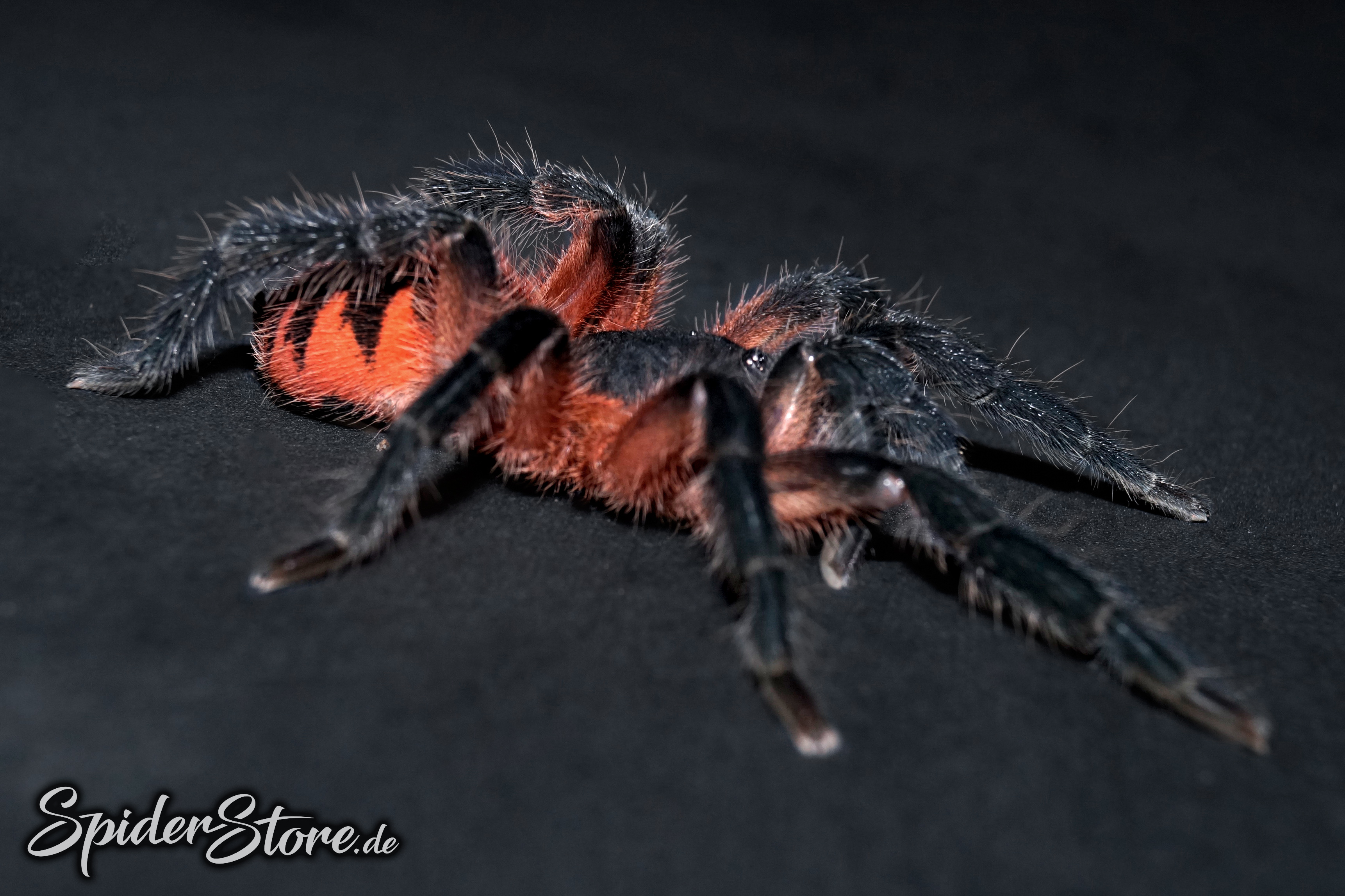 Theraphosinae sp. panama